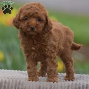 Trina, Toy Poodle Puppy